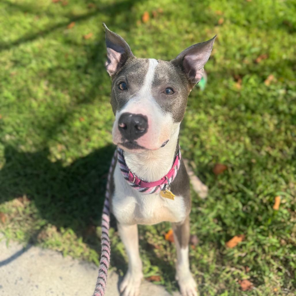 Enlarge Heartbreaker, a Adopted Mixed Breed in Jersey City, NJ image 4/6