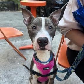 Enlarge Heartbreaker, a Adopted Mixed Breed in Jersey City, NJ image 5/6