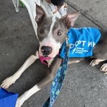 Enlarge Heartbreaker, a Adopted Mixed Breed in Jersey City, NJ image 6/6