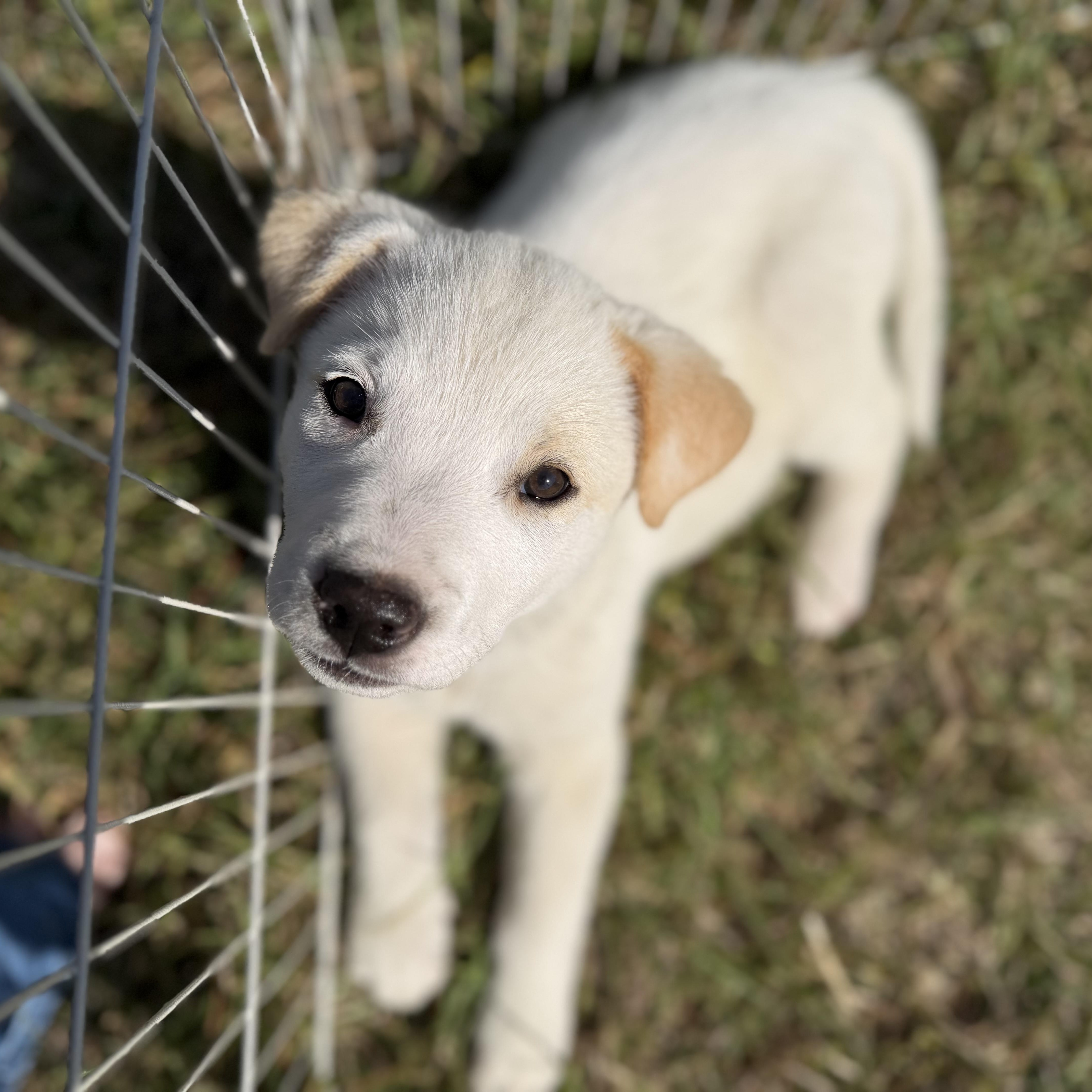 Salt, an adopted mixed breed in Sanford, NC image 1/3