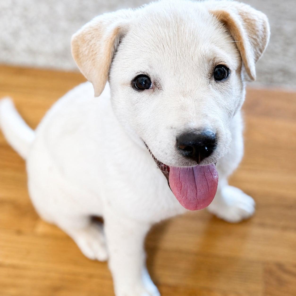 Salt, an adopted mixed breed in Sanford, NC image 2/3