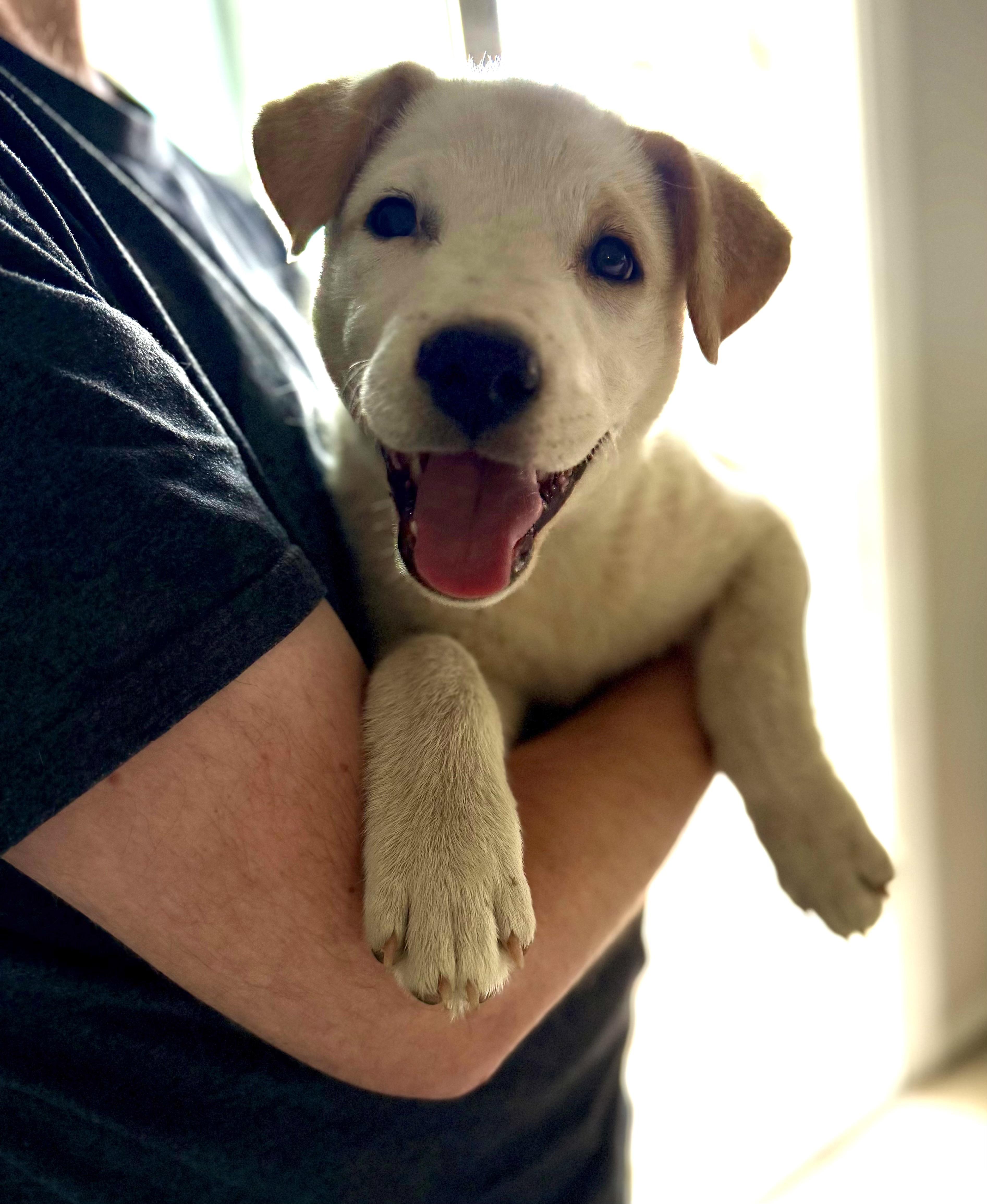Salt, an adopted mixed breed in Sanford, NC image 3/3