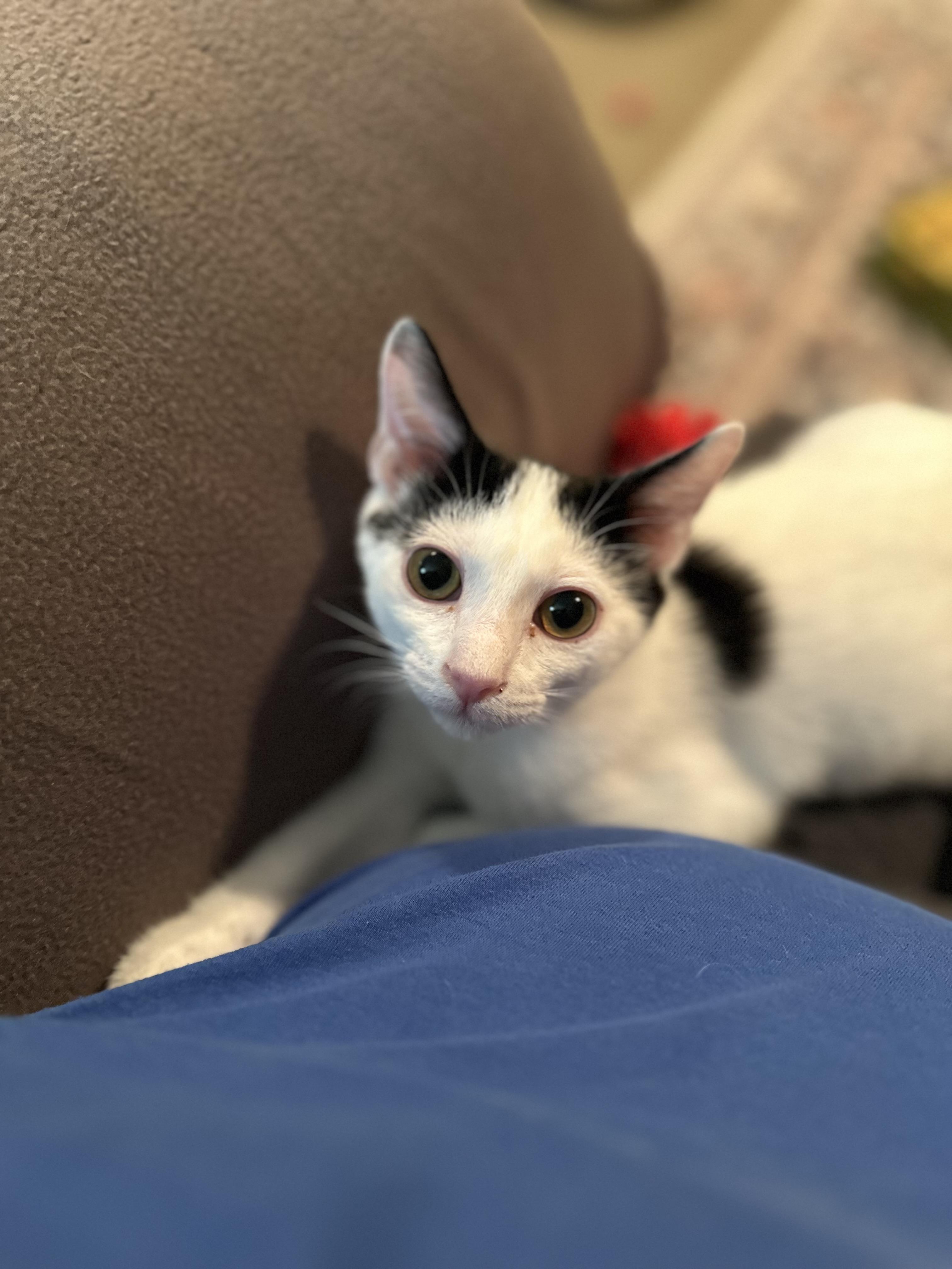 Enlarge Romeo, an adopted Domestic Short Hair in Murfreesboro, TN image 2/3