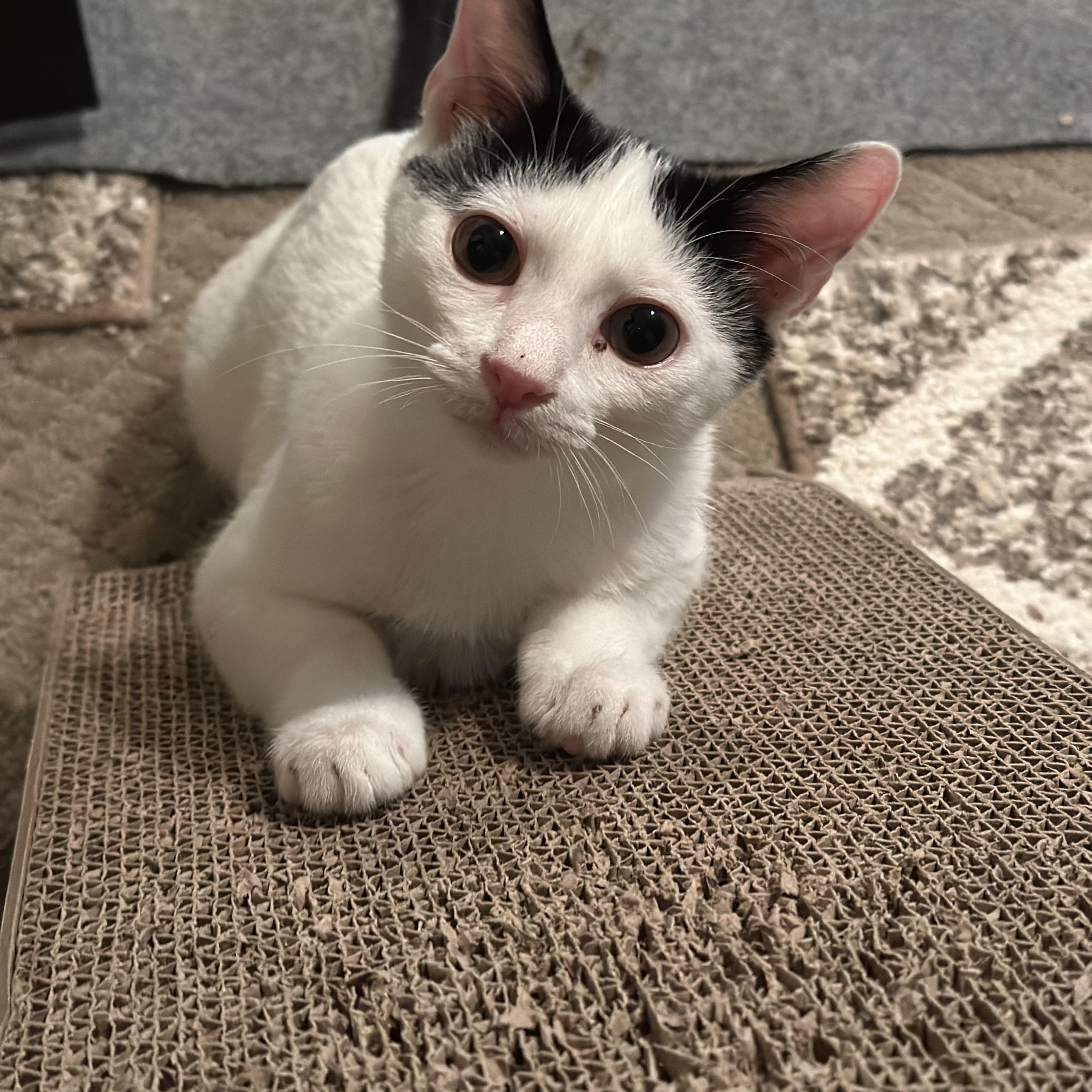 Enlarge Romeo, an adopted Domestic Short Hair in Murfreesboro, TN image 1/3