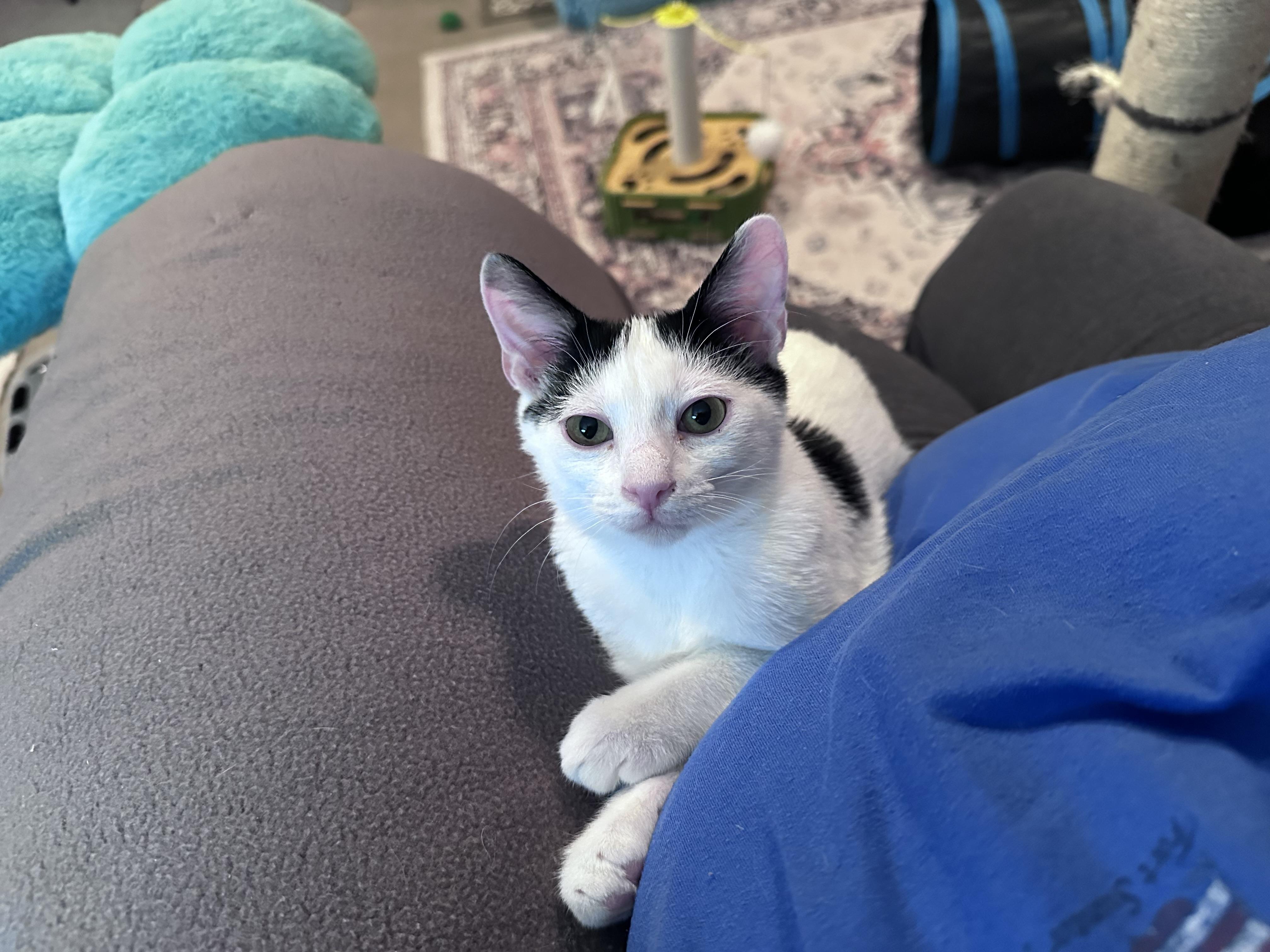 Enlarge Romeo, an adopted Domestic Short Hair in Murfreesboro, TN image 3/3