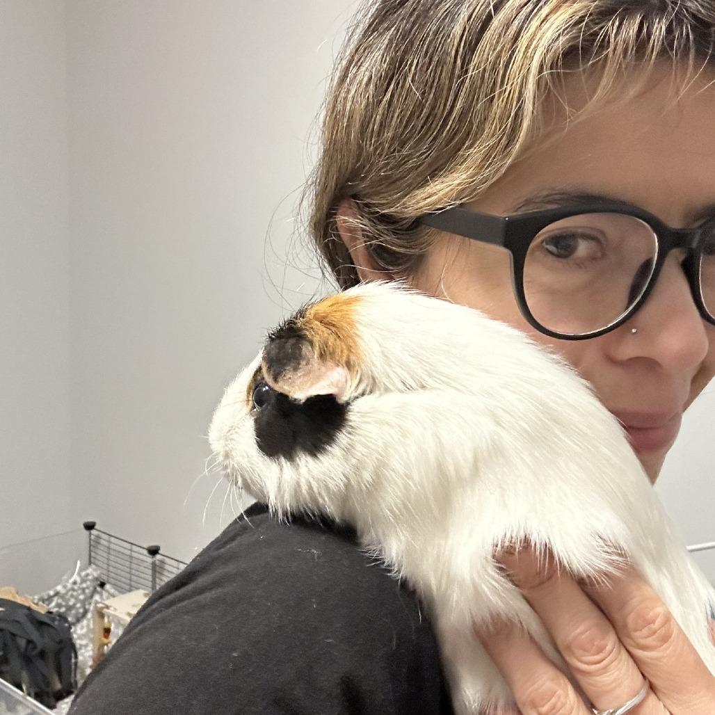 Skittles-Foster, Adoptable, Adult Male Guinea Pig.