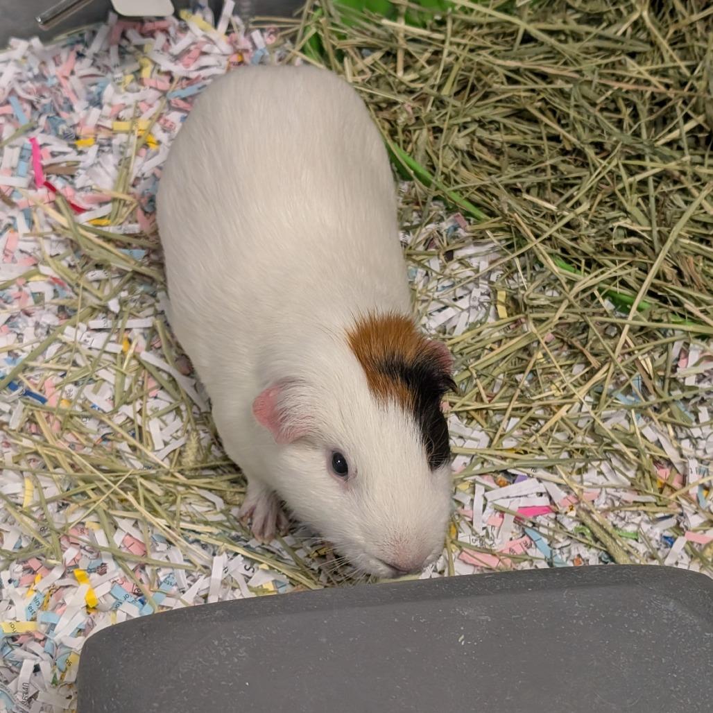 Enlarge Skittles-Foster, a Adoptable Guinea Pig in Grand Rapids, MI image 1/2
