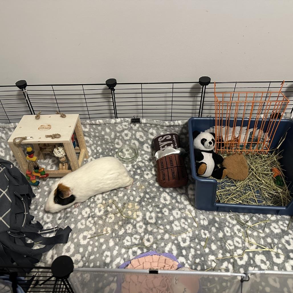 Enlarge Skittles-Foster, a Adoptable Guinea Pig in Grand Rapids, MI image 4/6