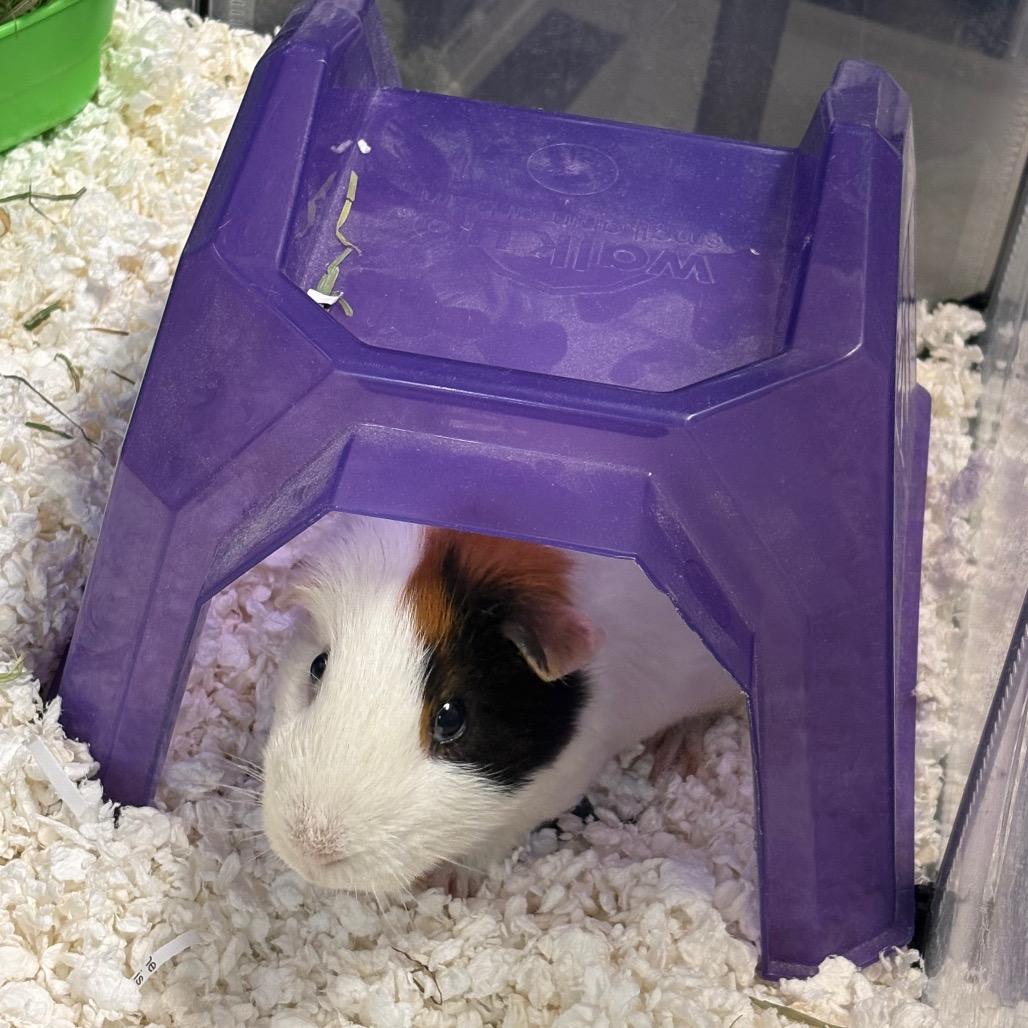 Enlarge Skittles-Foster, a Adoptable Guinea Pig in Grand Rapids, MI image 2/2