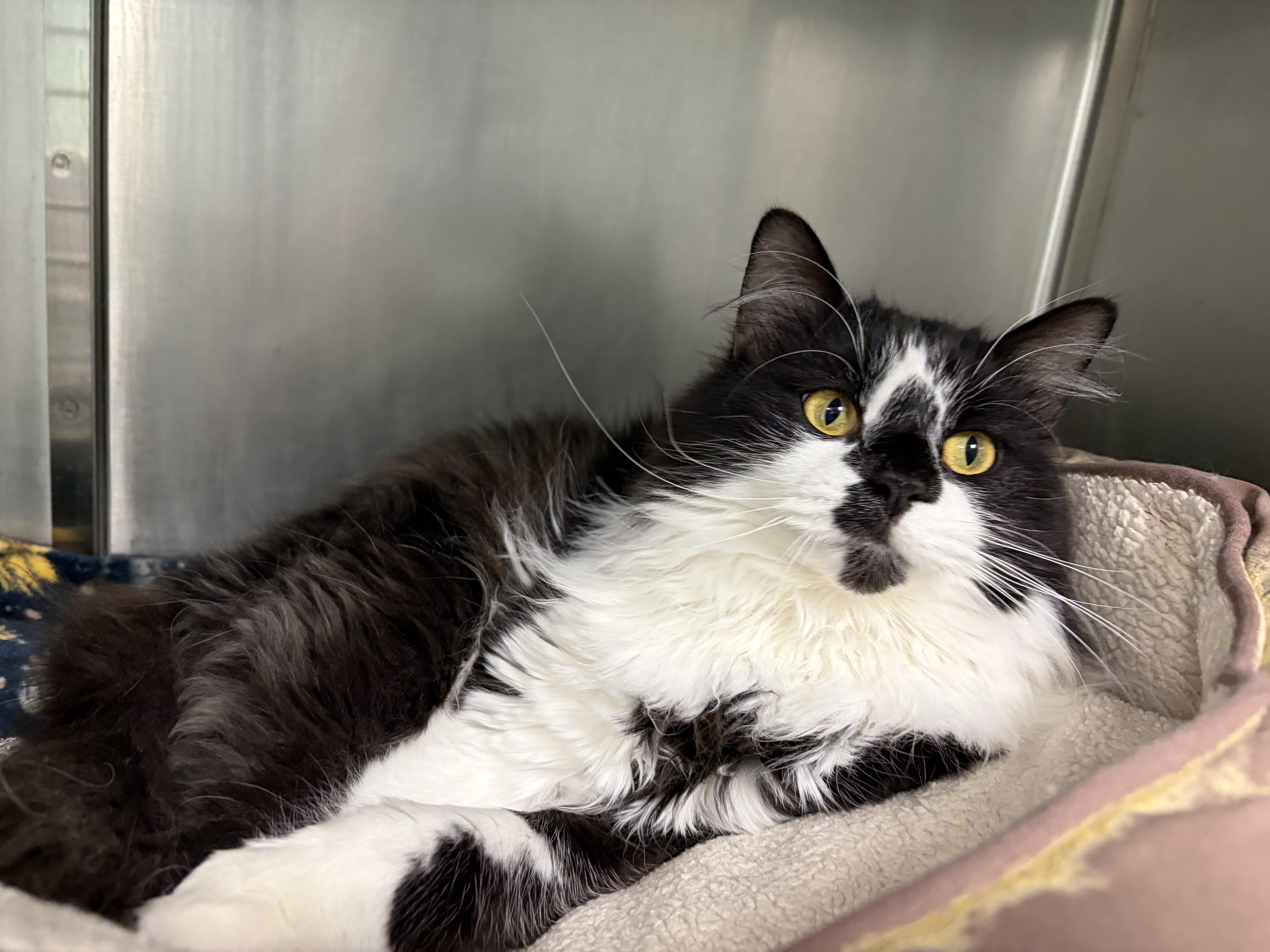 Enlarge Tweety, a Adoptable Domestic Medium Hair in Frankfort, IN image 4/4