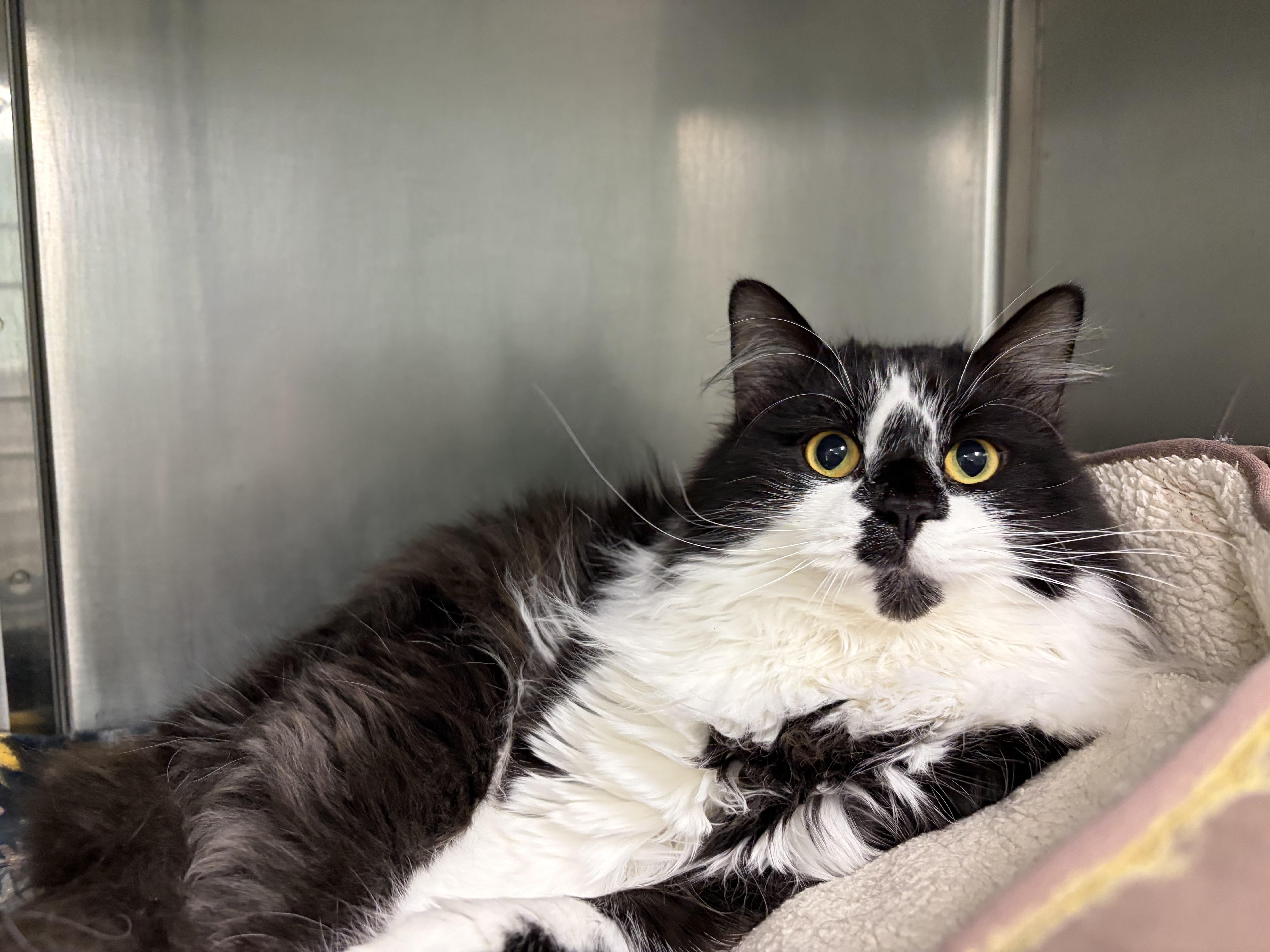 Enlarge Tweety, a Adoptable Domestic Medium Hair in Frankfort, IN image 2/4