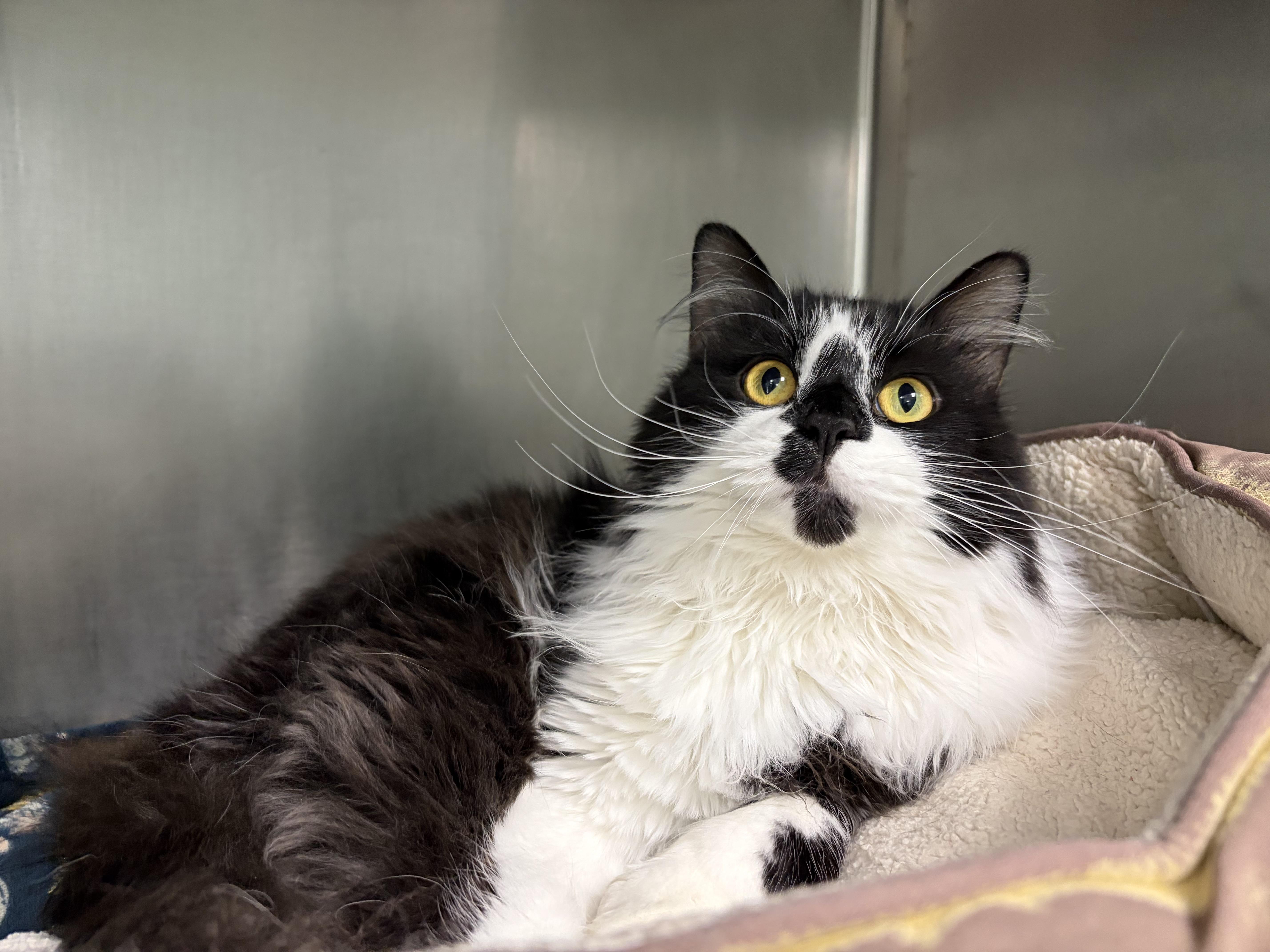 Enlarge Tweety, a Adoptable Domestic Medium Hair in Frankfort, IN image 1/4