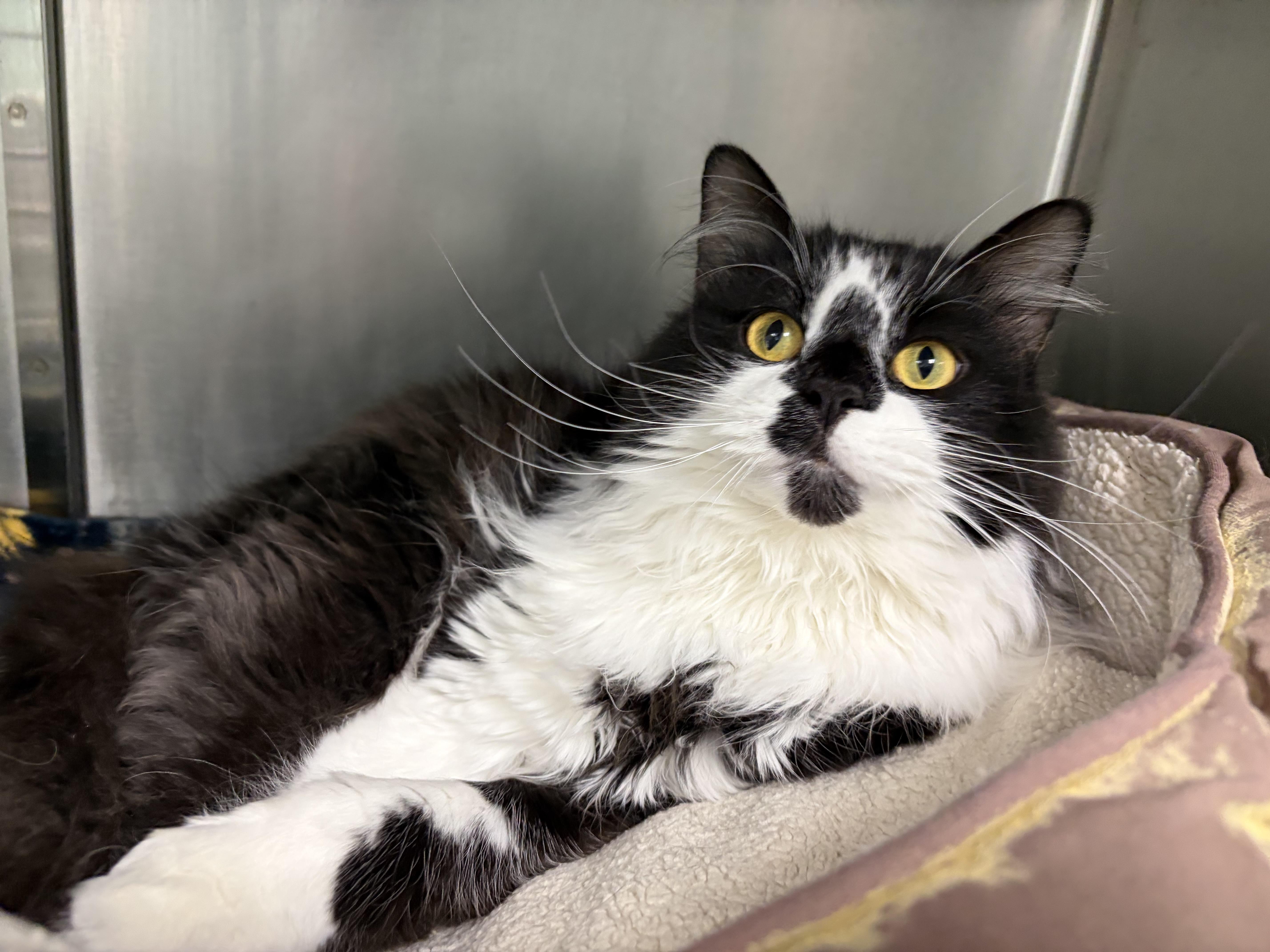 Enlarge Tweety, a Adoptable Domestic Medium Hair in Frankfort, IN image 3/4