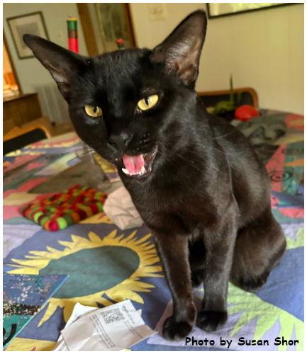 Felix, Adoptable, Young Male Domestic Short Hair & Siamese.