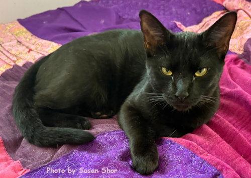 Felix, a Adoptable mixed breed image 2/3