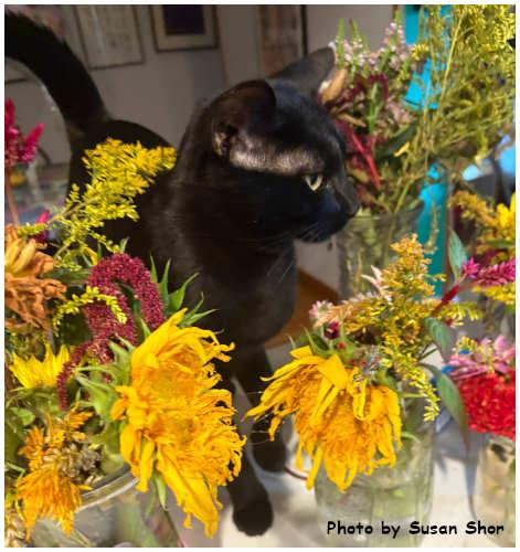 Felix, a Adoptable mixed breed image 3/3