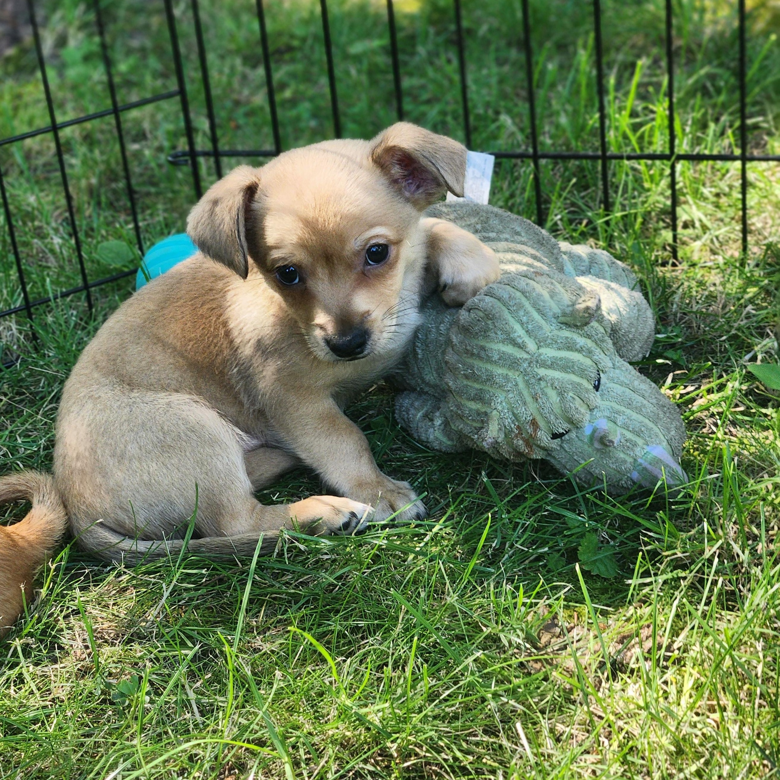 Marvin is a baby chiweenie chihuahuadachshund mix We think he is about 8-9 weeks old He will st