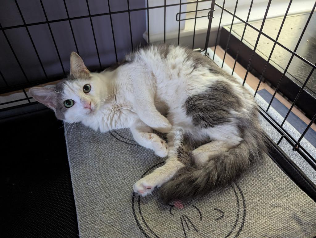 Beatrix, ADOPTABLE, Adult Female Domestic Long Hair.