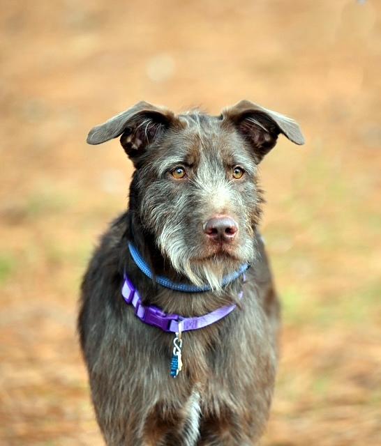 Enlarge Lizzie - never met a stranger, an adopted mixed breed in Concord, NH image 1/6