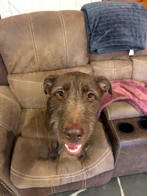 Enlarge Lizzie - never met a stranger, an adopted mixed breed in Concord, NH image 2/6