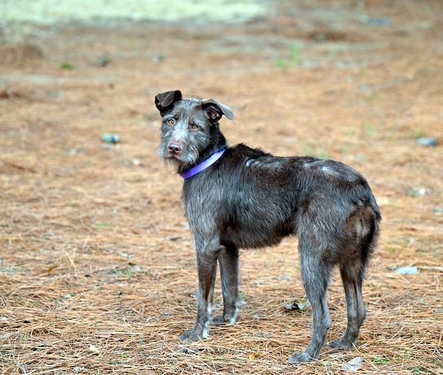Enlarge Lizzie - never met a stranger, an adopted mixed breed in Concord, NH image 3/6