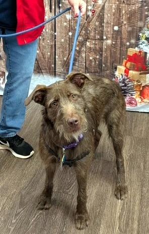 Enlarge Lizzie - never met a stranger, an adopted mixed breed in Concord, NH image 4/6