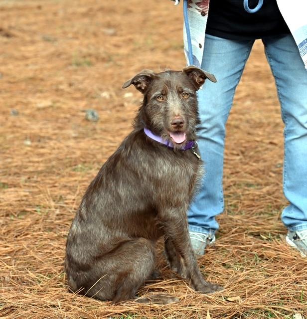 Enlarge Lizzie - never met a stranger, an adopted mixed breed in Concord, NH image 5/6