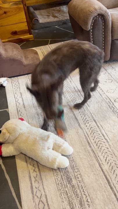 Enlarge Lizzie - never met a stranger, an adopted mixed breed in Concord, NH video 6/6