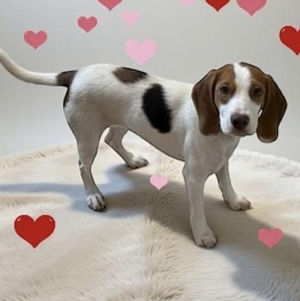 Enlarge Daisy, an adopted mixed breed in Elyria, OH image 1/1