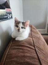 Solo, Adoptable, Kitten Male Domestic Short Hair.