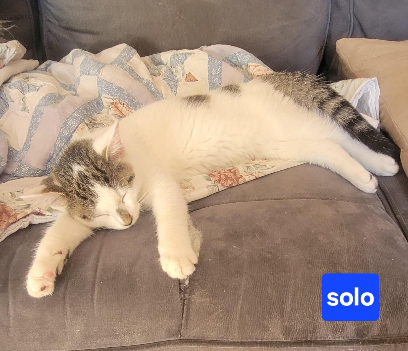 Enlarge Solo, a Adopted mixed breed in Pickering, ON image 2/2