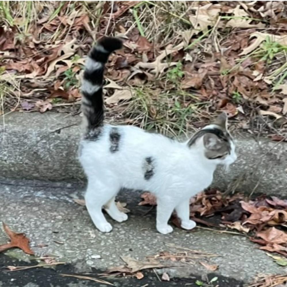JellyBean, Adoptable, Kitten Female Domestic Short Hair.