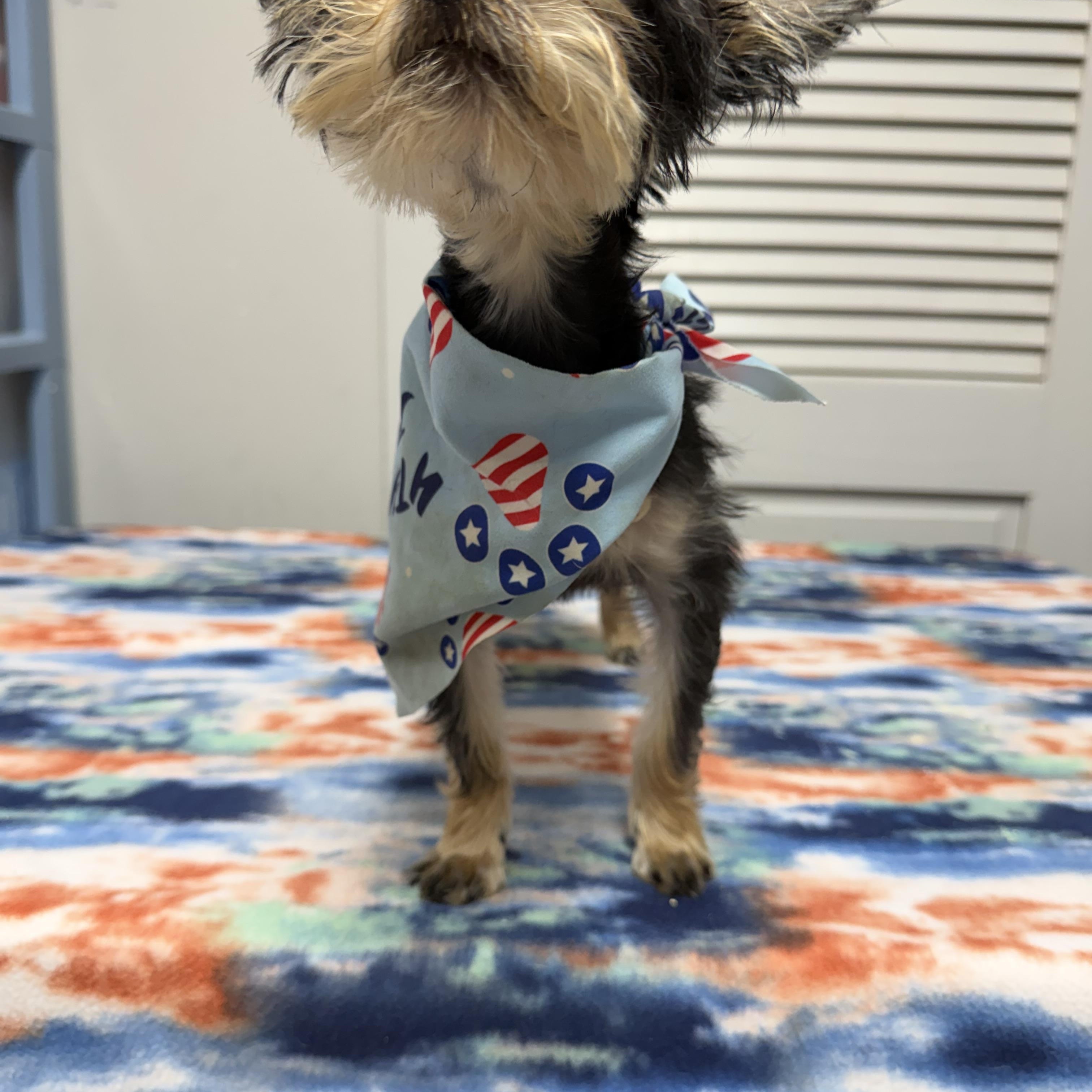 Freya, a ADOPTABLE Yorkshire Terrier in Stormville, NY image 4/4