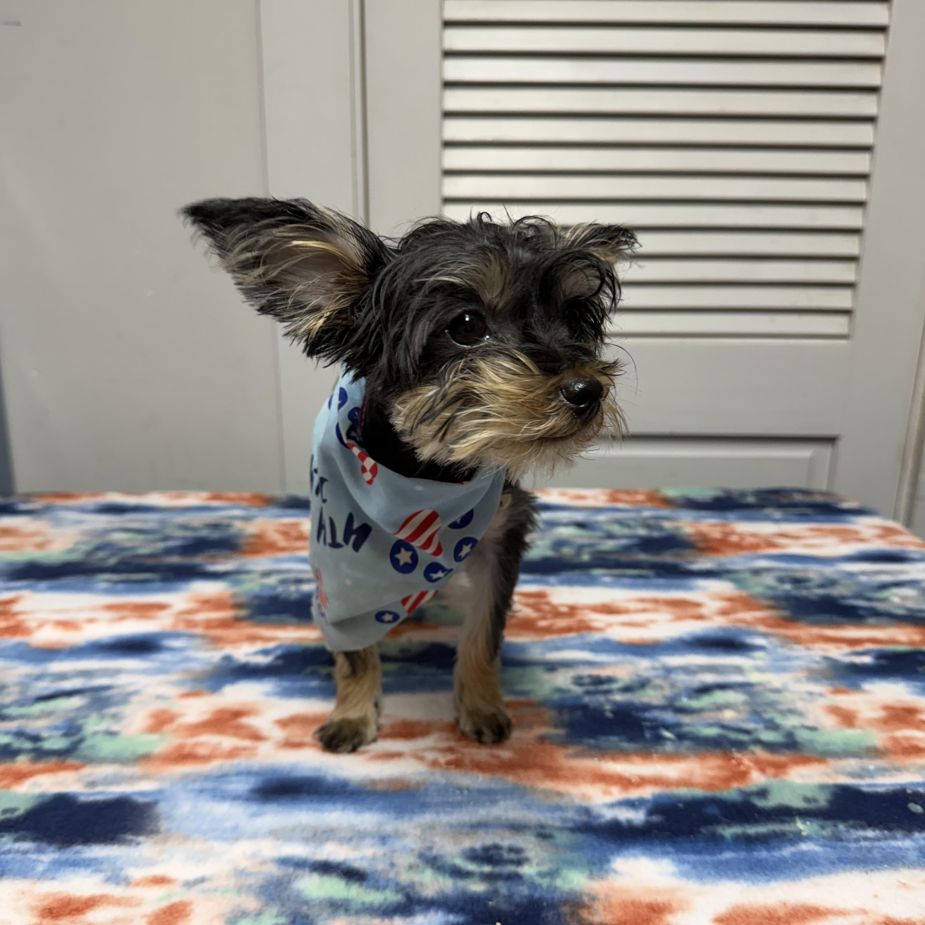 Freya, a ADOPTABLE Yorkshire Terrier in Stormville, NY image 3/4