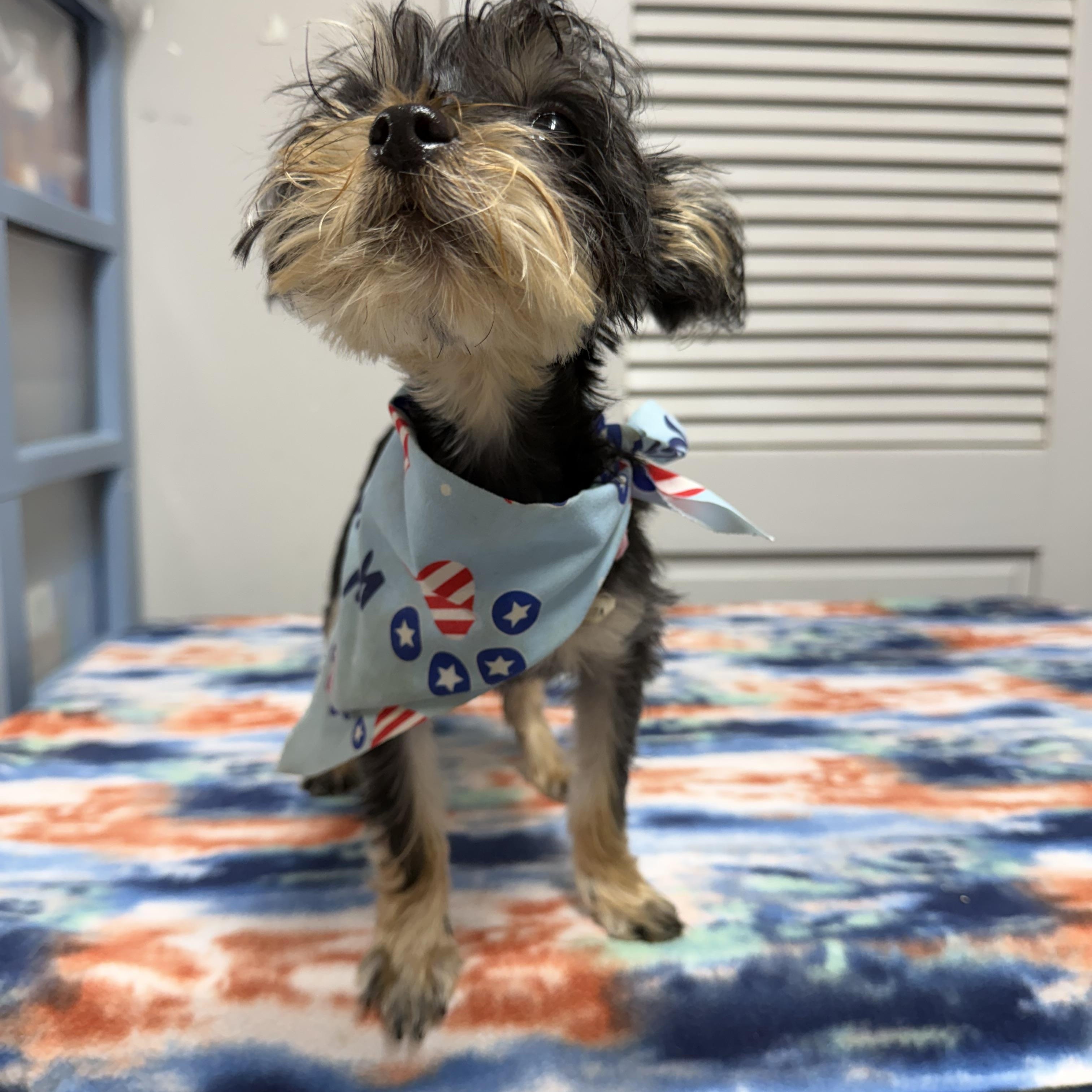 Freya, ADOPTABLE, Puppy Female Yorkshire Terrier.