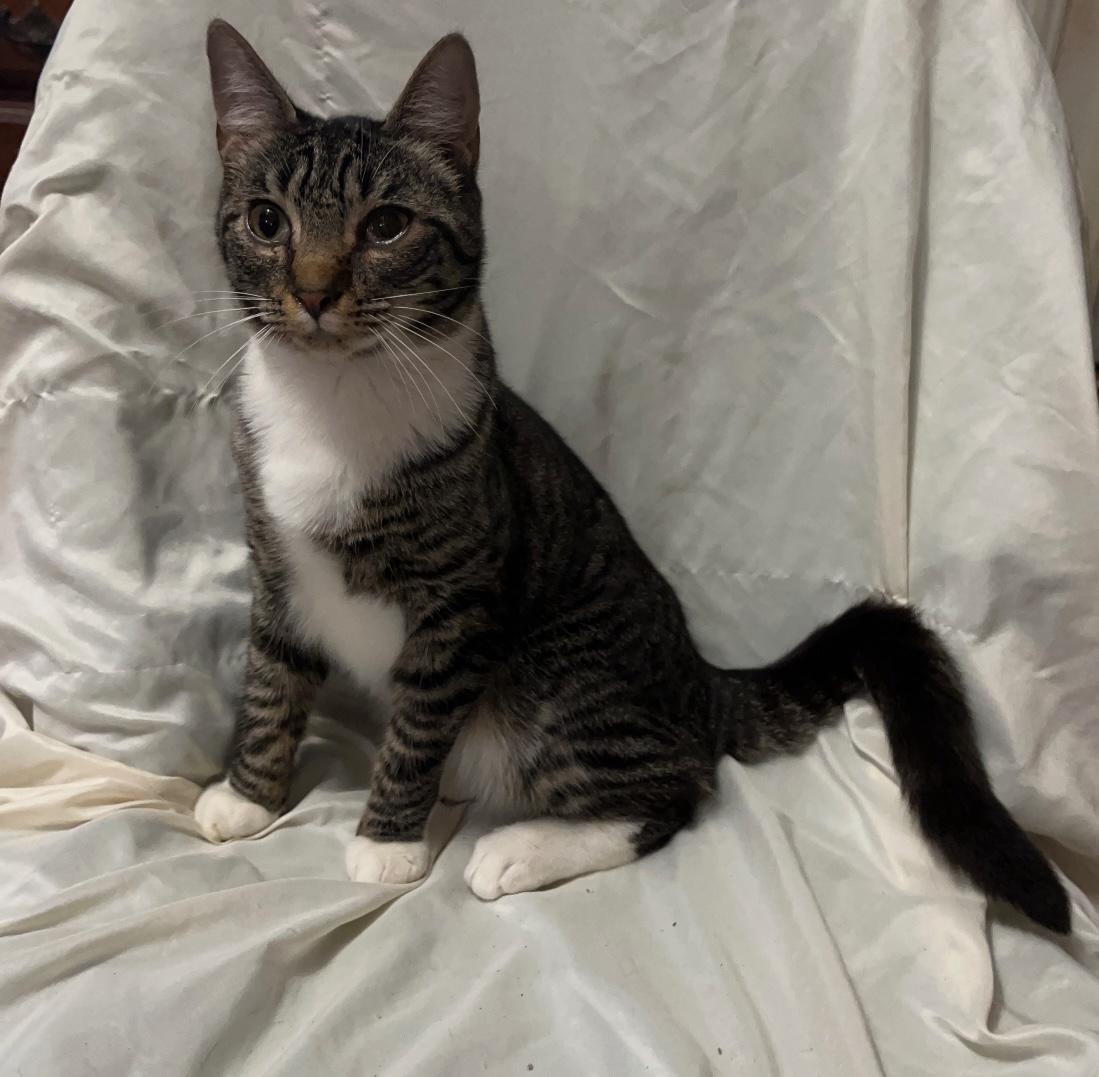 Lexie, Young Female Domestic Short Hair