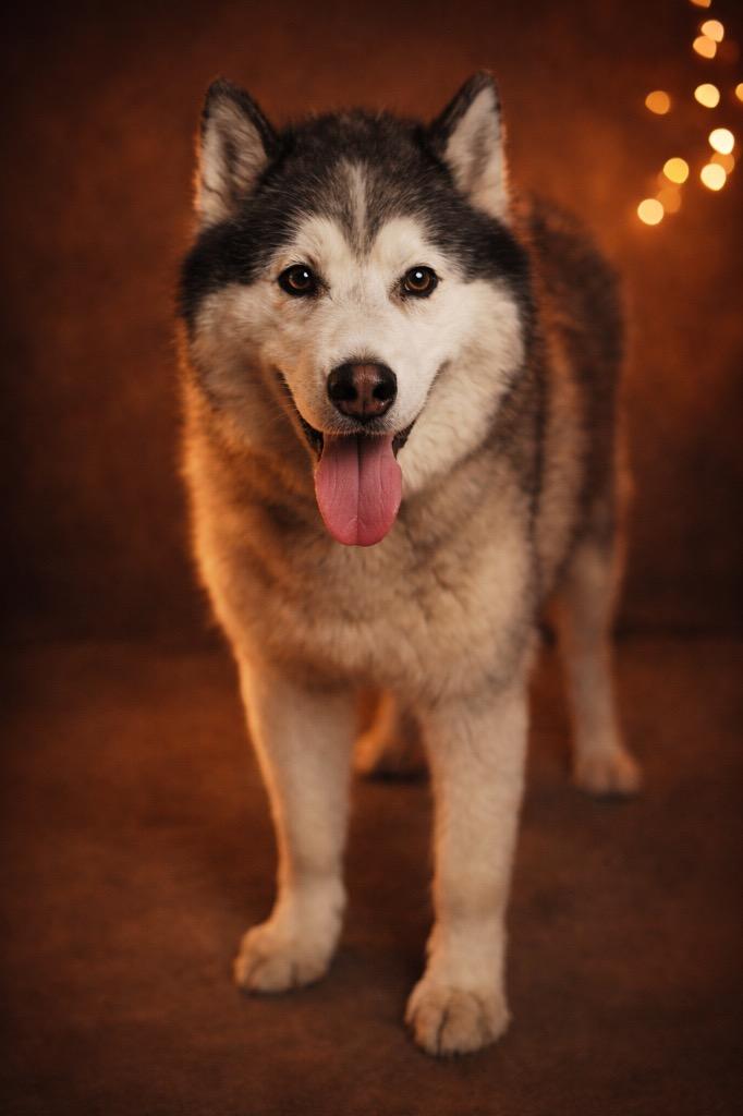 Ne-yo, Adoptable, Senior Male Husky.