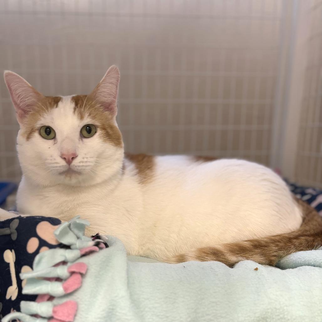 Enlarge Potato, a Adoptable mixed breed in Medford, OR image 1/3