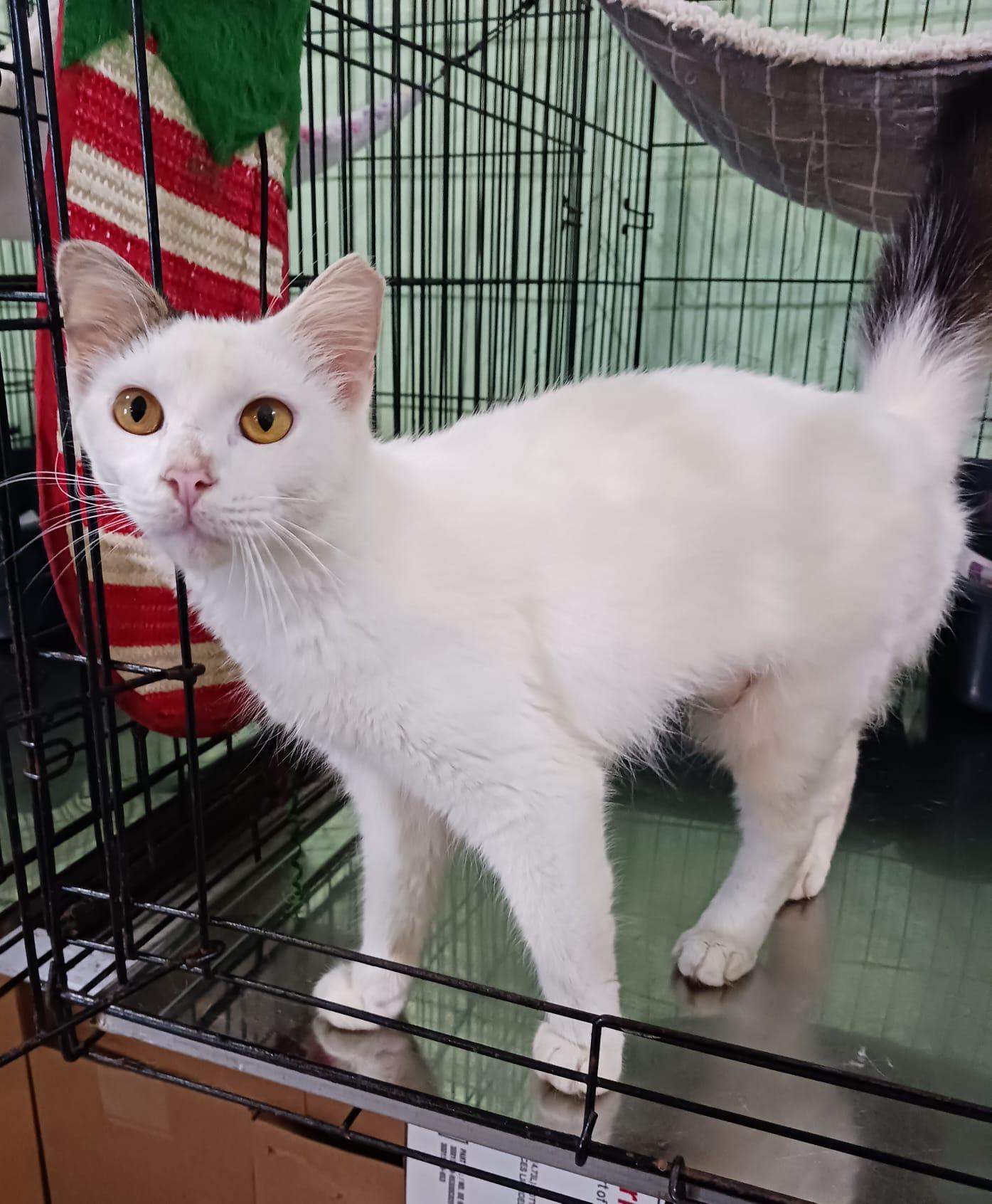 Enlarge Marshmellow, an adopted Domestic Medium Hair in New York, NY image 4/6