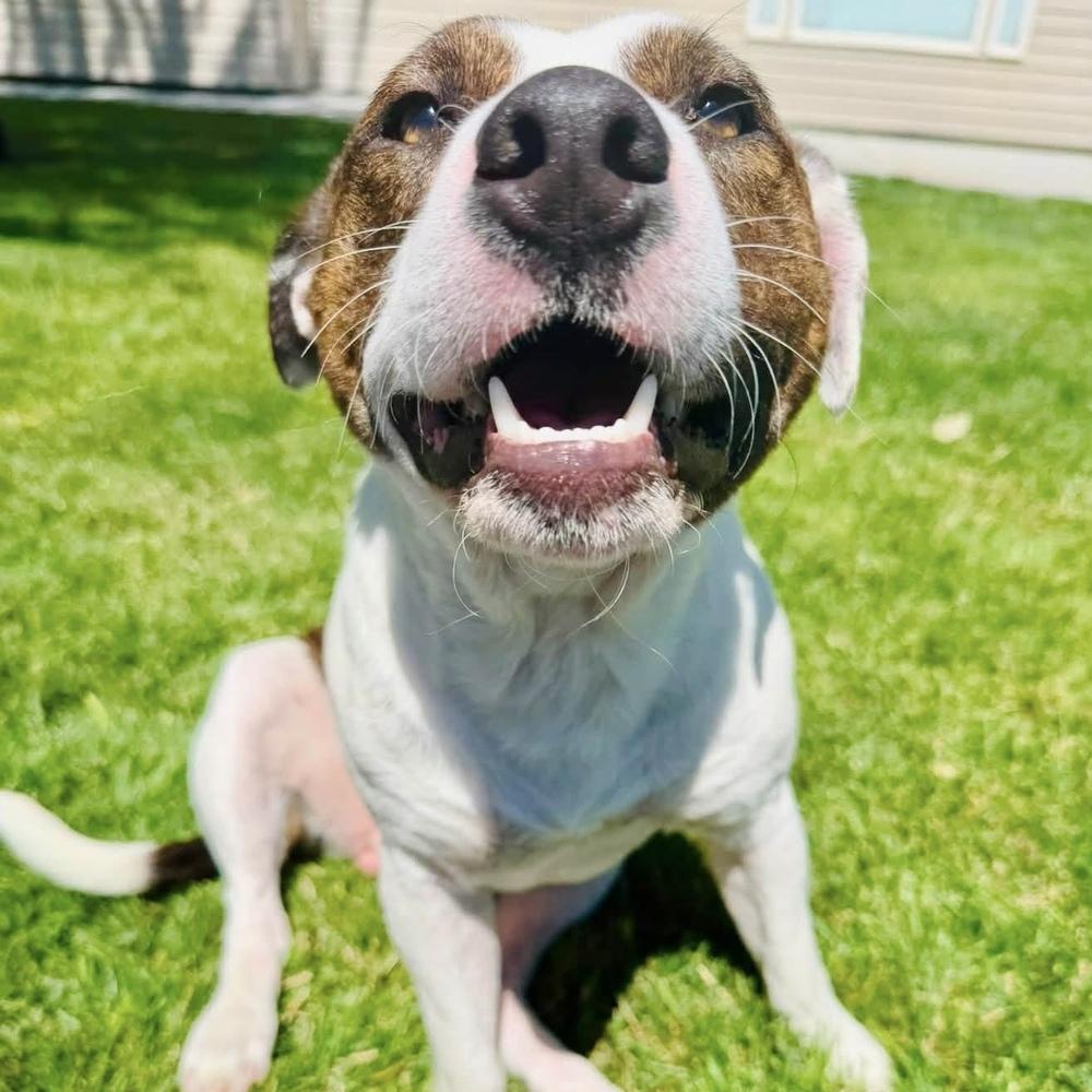 Enlarge Micah - AVAILABLE, a Adoptable mixed breed in Seattle, WA image 2/6