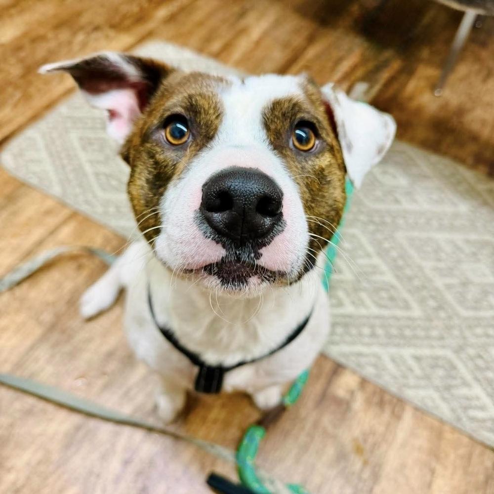 Micah - AVAILABLE, Adoptable, Young Male Pit Bull Terrier.