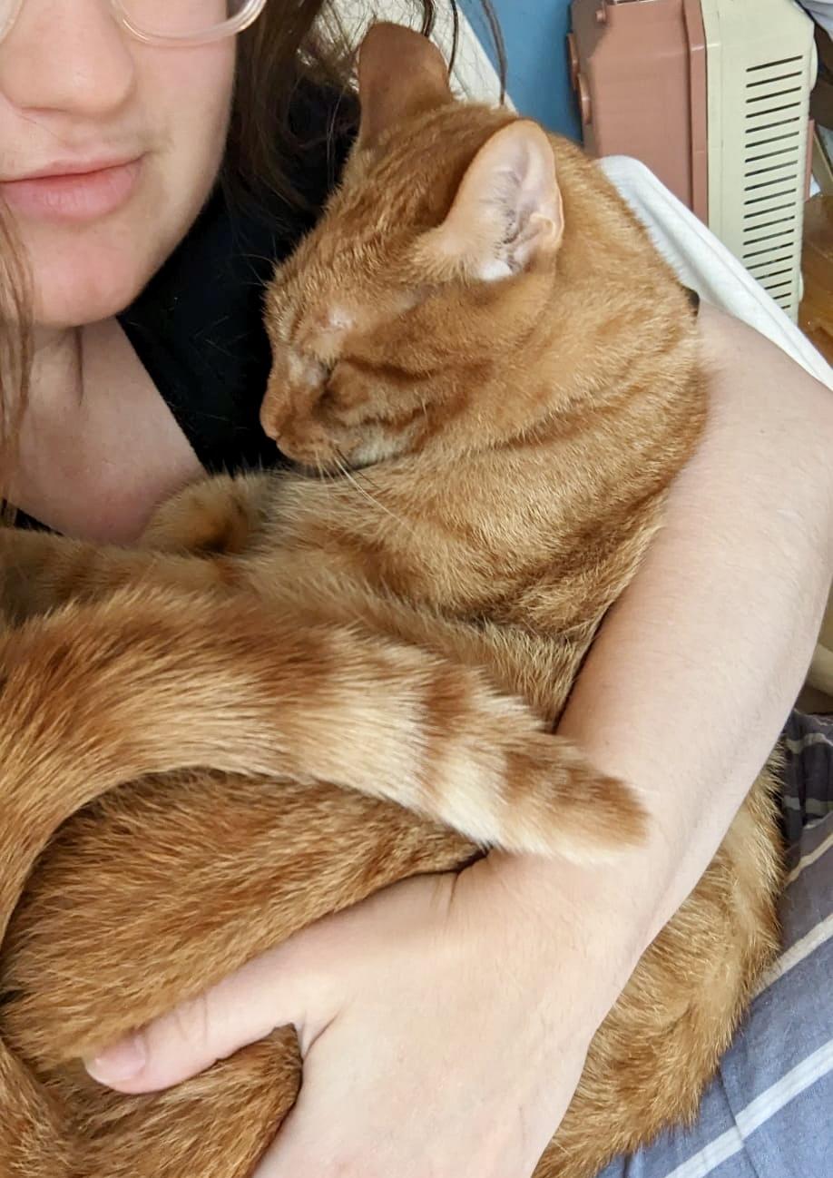 Chai (bonded with Latte), Adoptable, Adult Male Tabby & Domestic Short Hair.