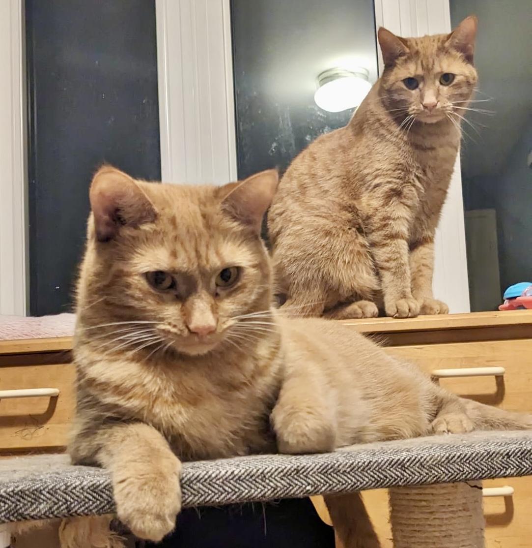 Chai (bonded with Latte), a Adoptable mixed breed in Toronto, ON image 3/6