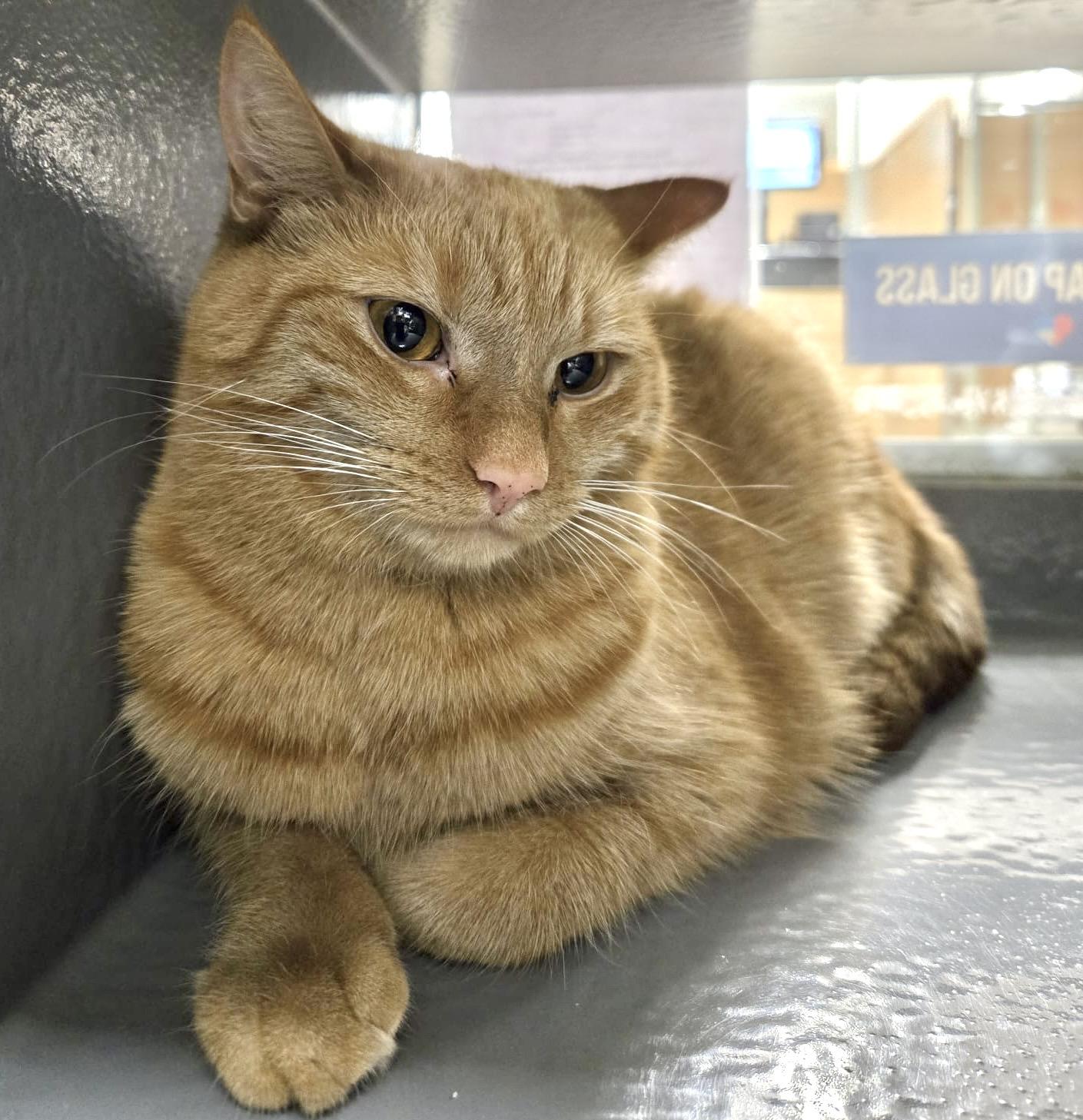 Enlarge Chai (bonded with Latte), a Adoptable mixed breed in Toronto, ON image 4/6