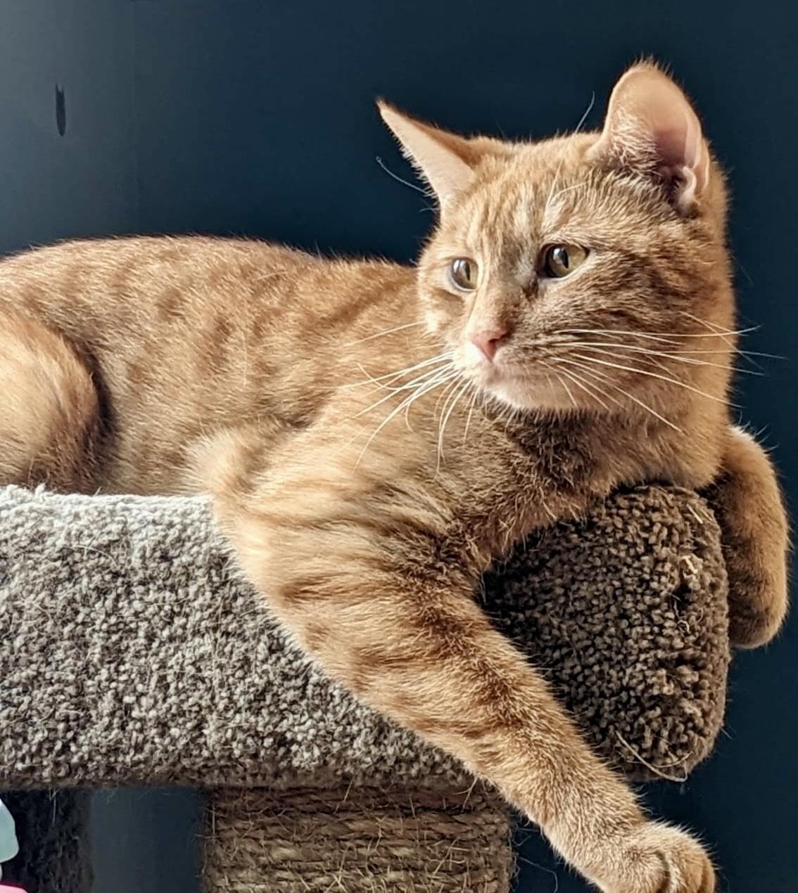 Chai (bonded with Latte), a Adoptable mixed breed in Toronto, ON image 5/6