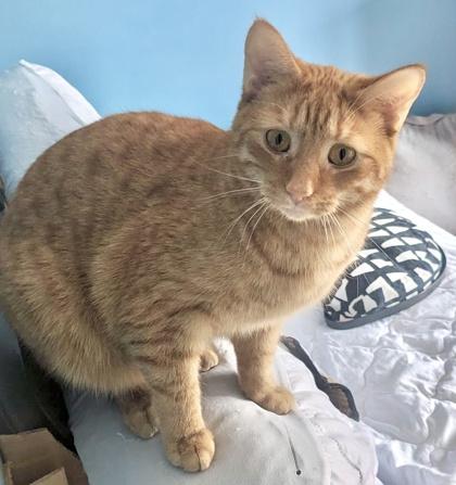 Chai (bonded with Latte), a Adoptable mixed breed in Toronto, ON image 6/6