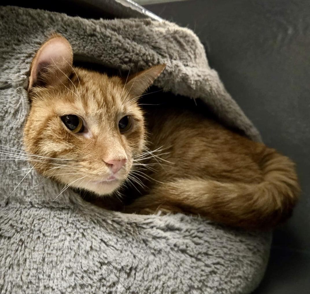 Chai (bonded with Latte), a Adoptable mixed breed in Toronto, ON image 2/6