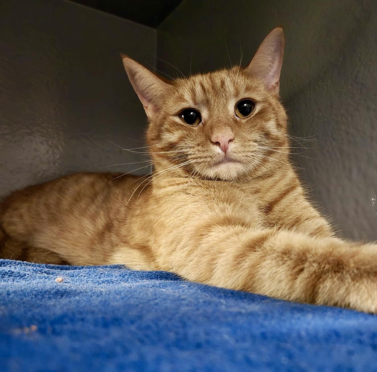 Chai (bonded with Latte), Adoptable, Adult Male Tabby & Domestic Short Hair.