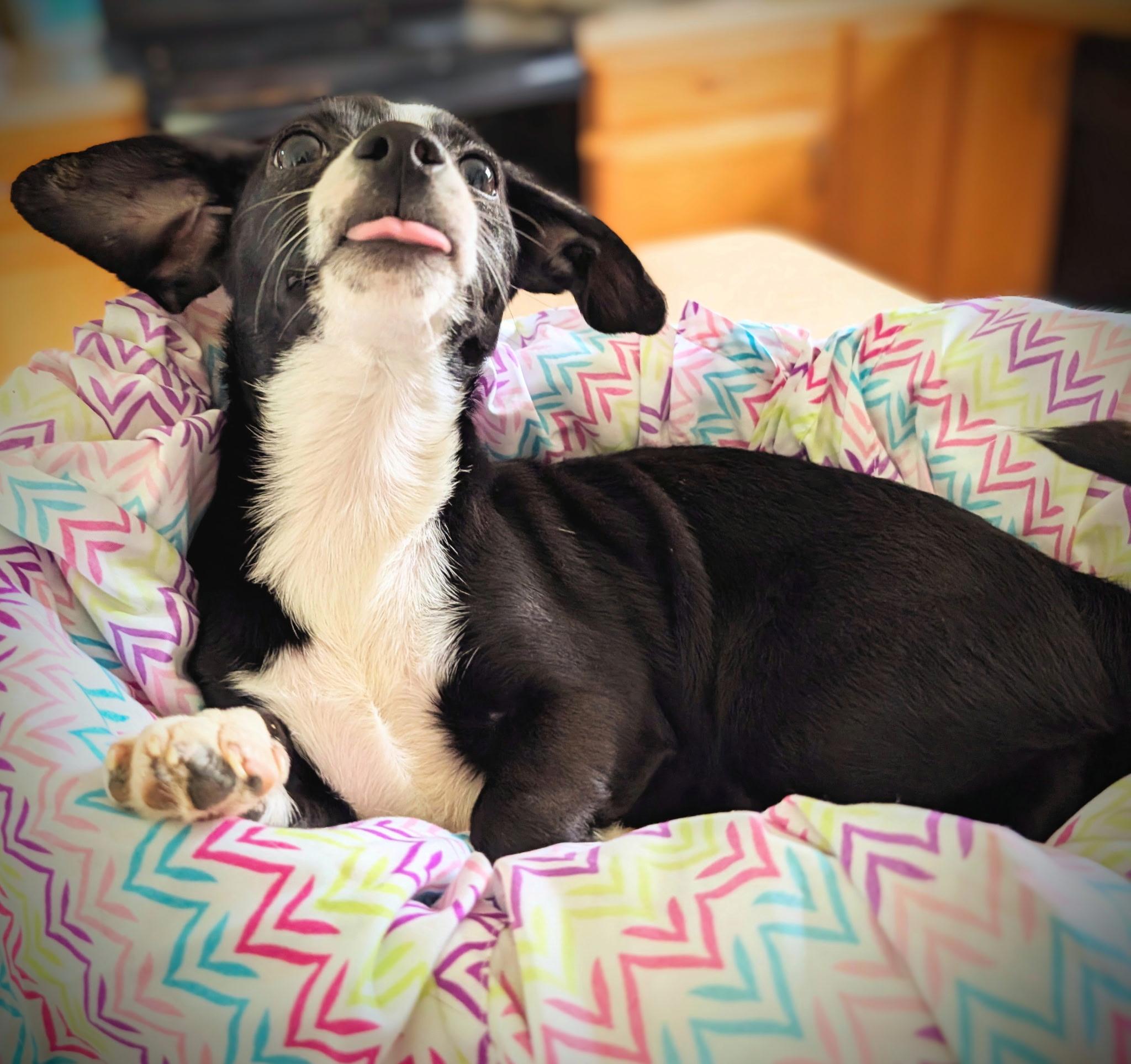 Puppy 6 Ariel, Adopted, Young Female Chihuahua.