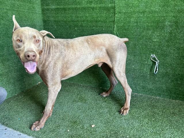 Enlarge KRATOS, a Adoptable Doberman Pinscher in Lancaster, CA image 1/1